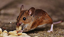 24 Hour & Emergency Exterminators in Lola, KY